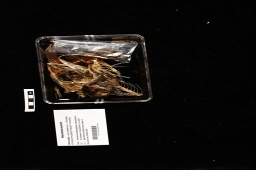 Alepocephalus australis