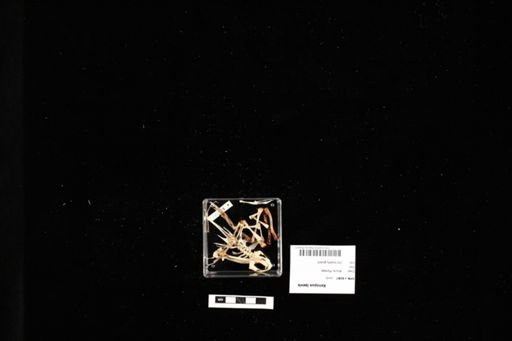 Xenopus laevis
