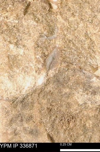 undet. Mollusca