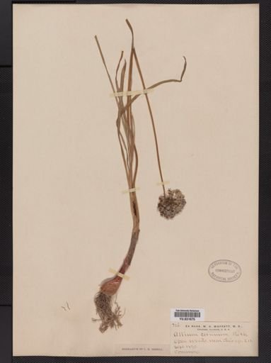 Allium