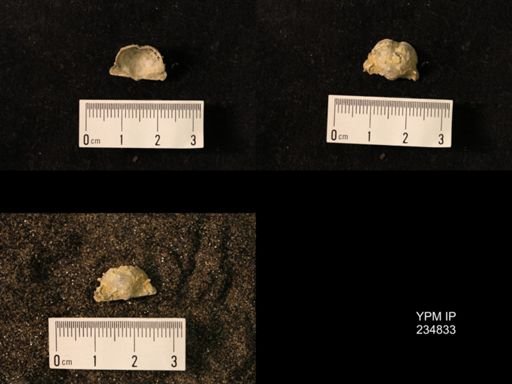 Marginifera wabashensis var. armata