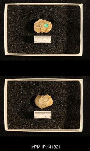 Productus (Dictyoclostus) indicus