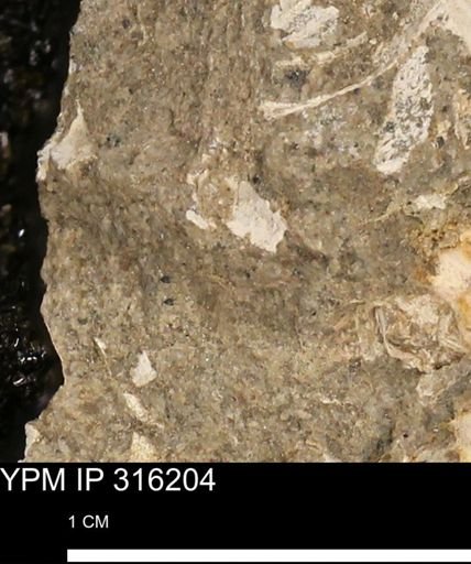 undet. Mollusca