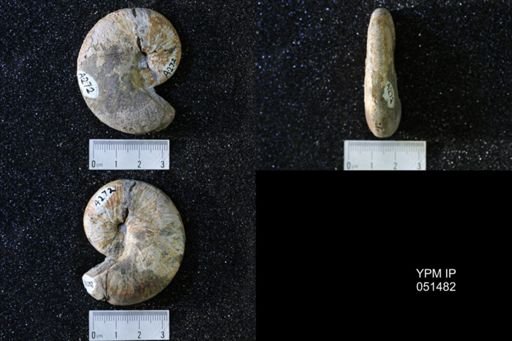 Hoploscaphites nicolletii