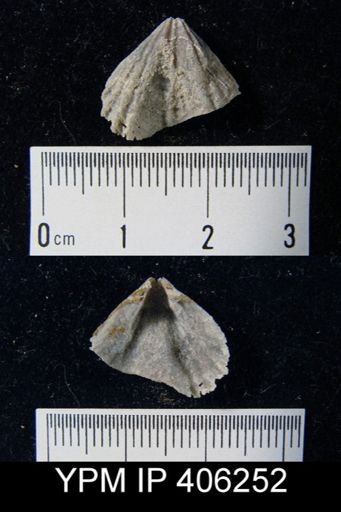 undet. Rhynchonellida