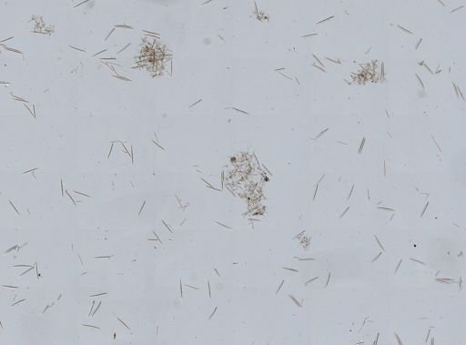 Haliclona oculata