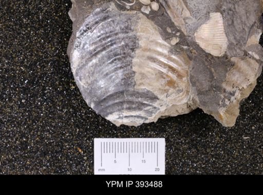 Inoceramus sp.