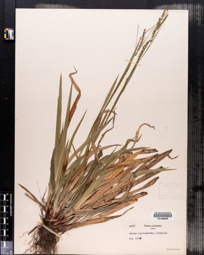 Carex leptonervia