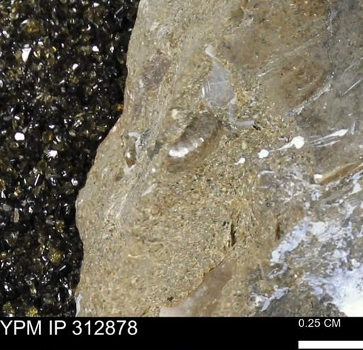undet. Ammonoidea