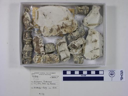 Actinopterygii