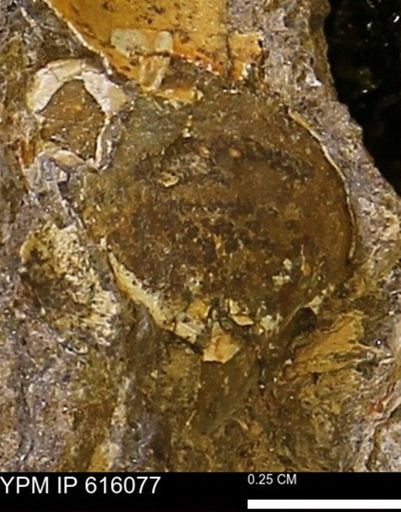 undet. Bivalvia