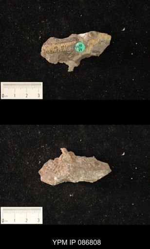 Protocycloceras lamarcki