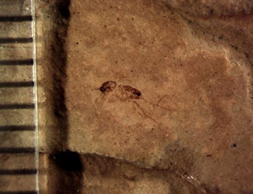 undet. Mycetophilidae