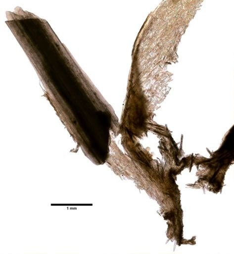 Lepidisis caryophyllia