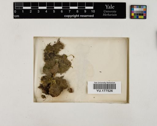 Plantae