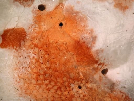 Cribrilaria
