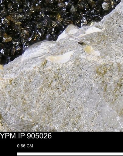 undet. Mollusca