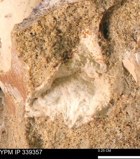 undet. Mollusca