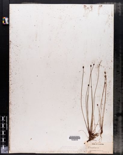 Eleocharis