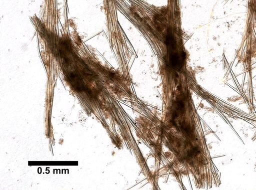 Hemigellius arcofer