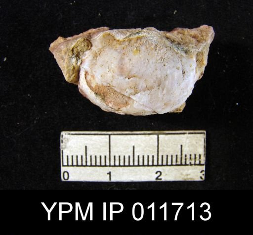 Marginifera opima