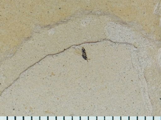 undet. Chalcidoidea