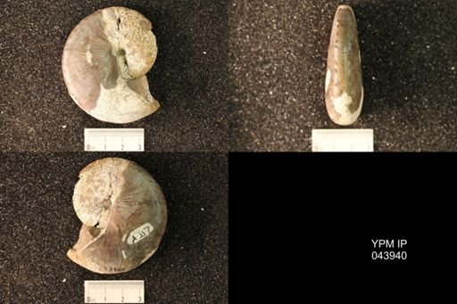 Hoploscaphites nicolletii