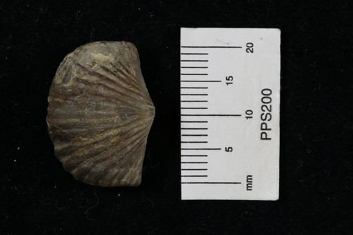 Platystrophia sp.