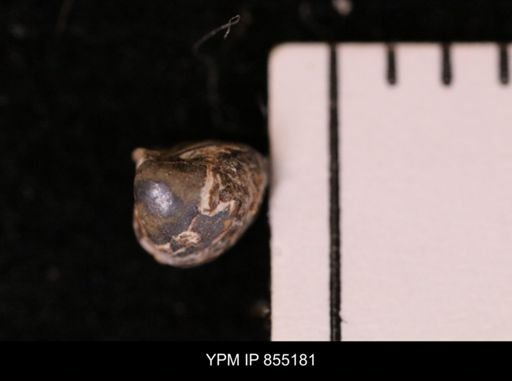 Protocardia subquadrata