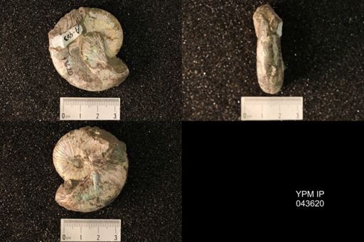 Hoploscaphites nicolletii