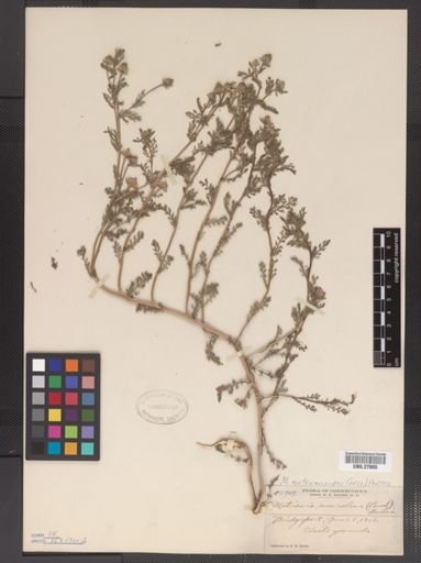 Matricaria suaveolens