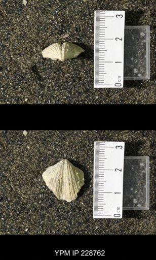 Neospirifer triplicatus