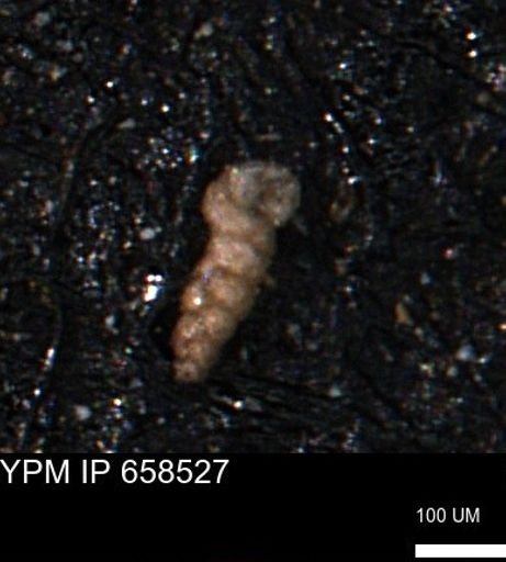 Verneuilinoides kansasensis