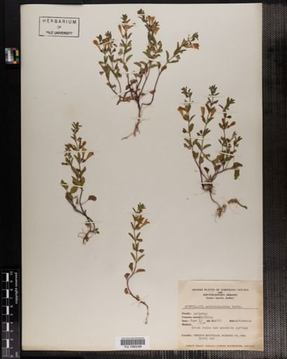 Plantae