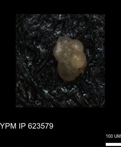 undet. Foraminiferida
