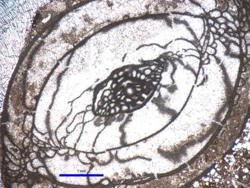 Pseudoschwagerina parabeedei