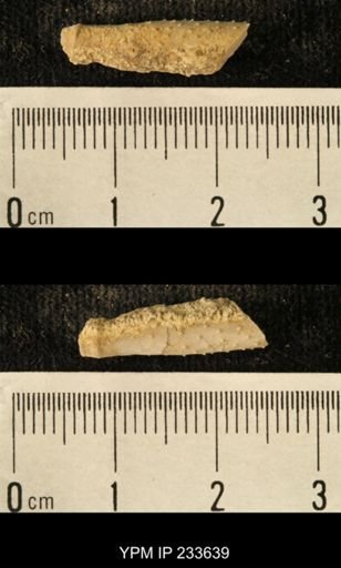 Archaeocidaris sp.