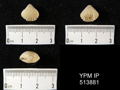 Uncinulus timorensis