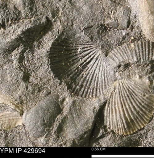 Devonochonetes sp.