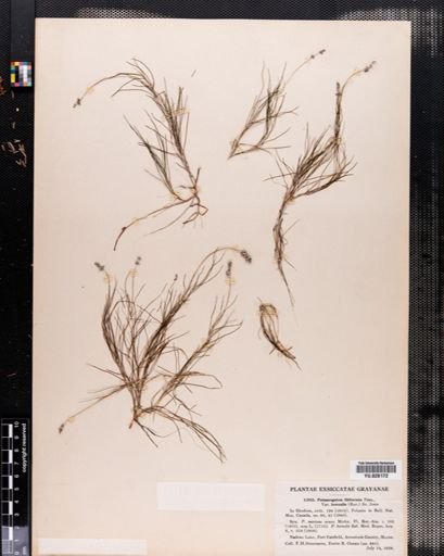 Potamogeton