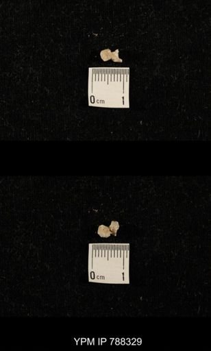 taxon undetermined