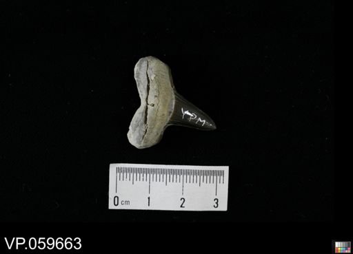 Cretolamna appendiculata