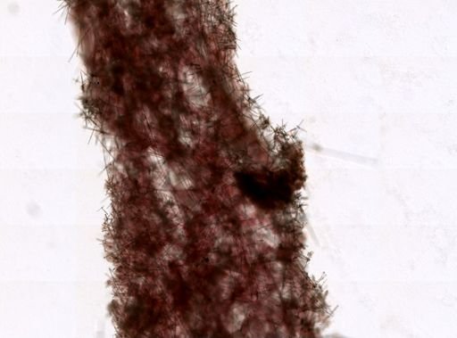 Sympagella nux