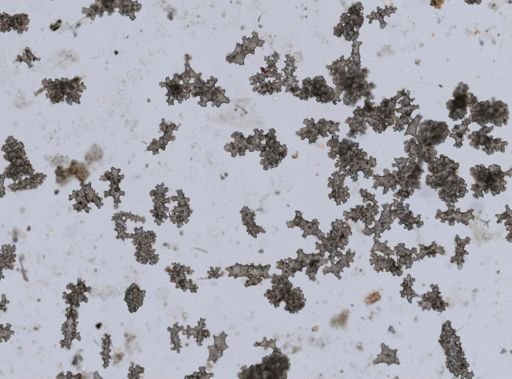 Alcyonacea
