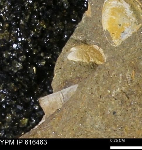 Protocardia subquadrata