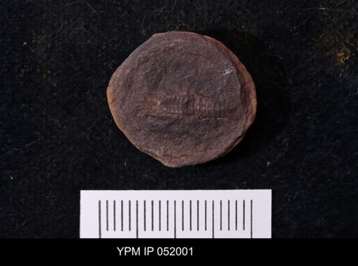 Anthracaris gracilis