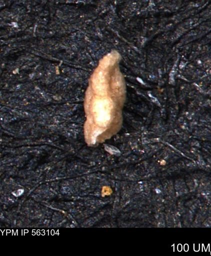 Verneuilina canadensis