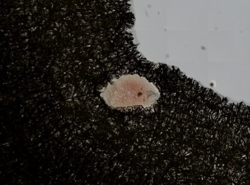 Stylochus ellipticus