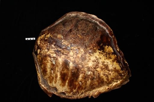 Cheloniidae