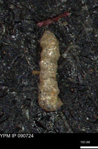 Ammobaculites petilus
